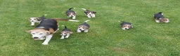Beagle dogs for sale: Quality Health Tested Beagle Puppies - Advert 20