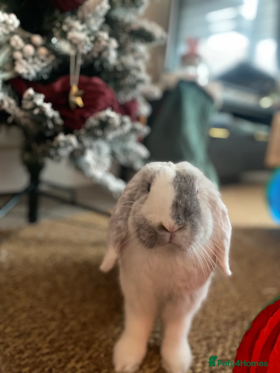 Mini Lop rabbits for sale: Adorable free roam indoor female rabbit - Advert 2