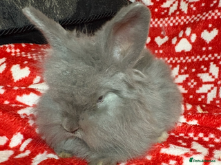 Mini Lop rabbits - Advert 5