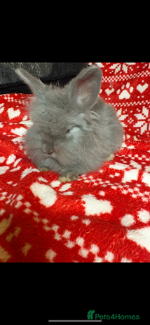 Mini Lop rabbits - Advert 1