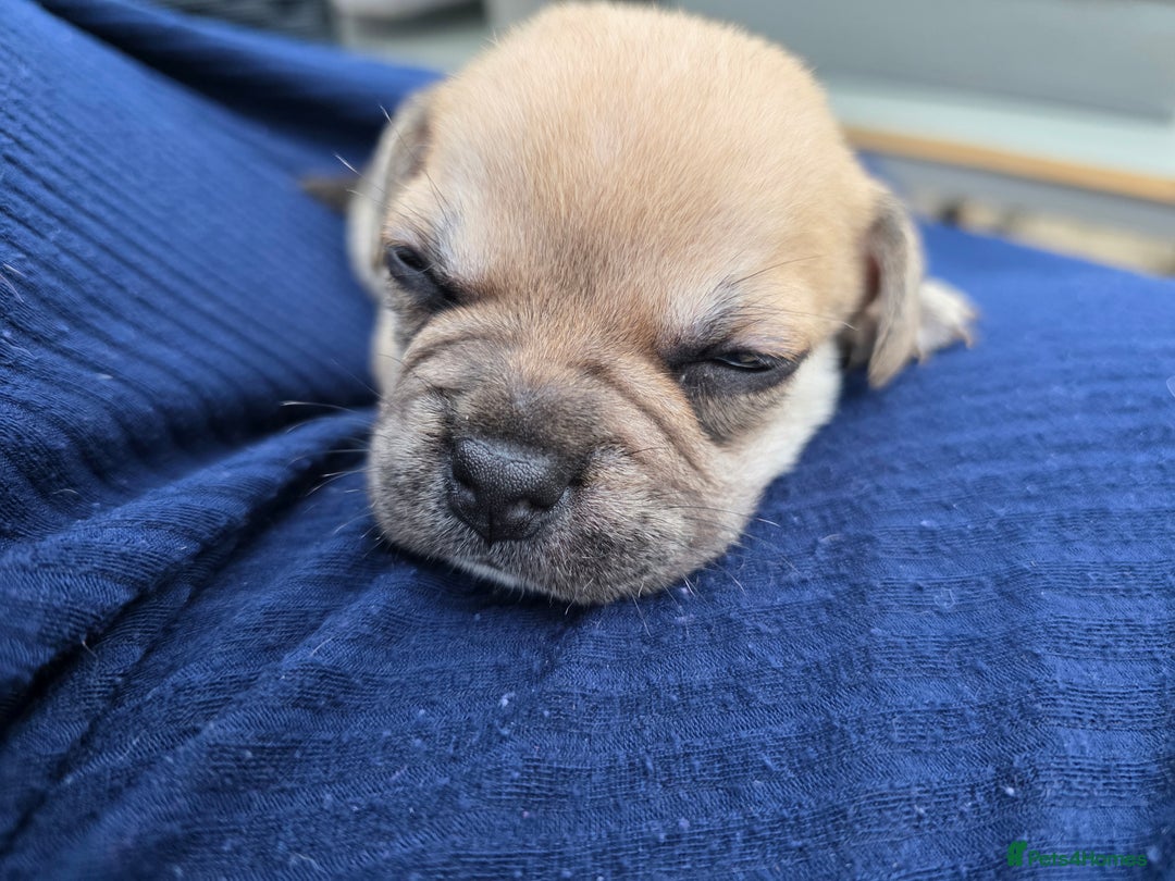 Mixed Breed dogs for sale: 3/4 frenchy 1/4 collie pups - Image 3