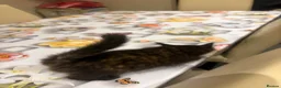 Mixed Breed cats for sale: 3 kitten rehoming - Advert 5