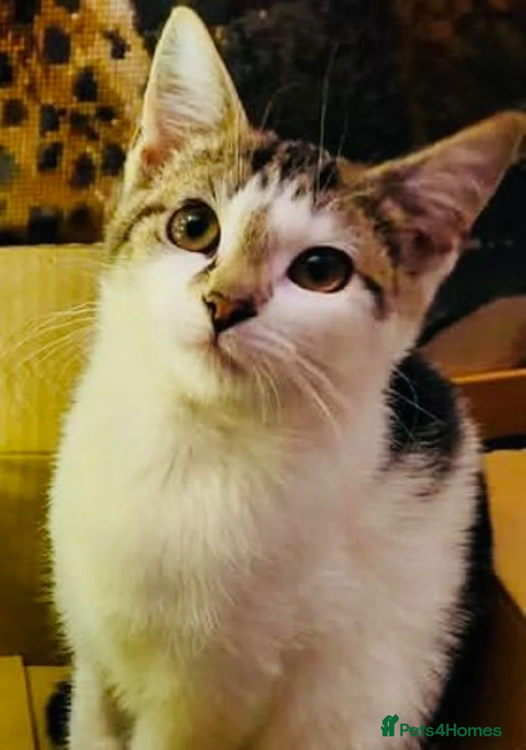 Mixed Breed cats for sale: Stunning Bengal Ragdoll kittens ready to go - Advert 7