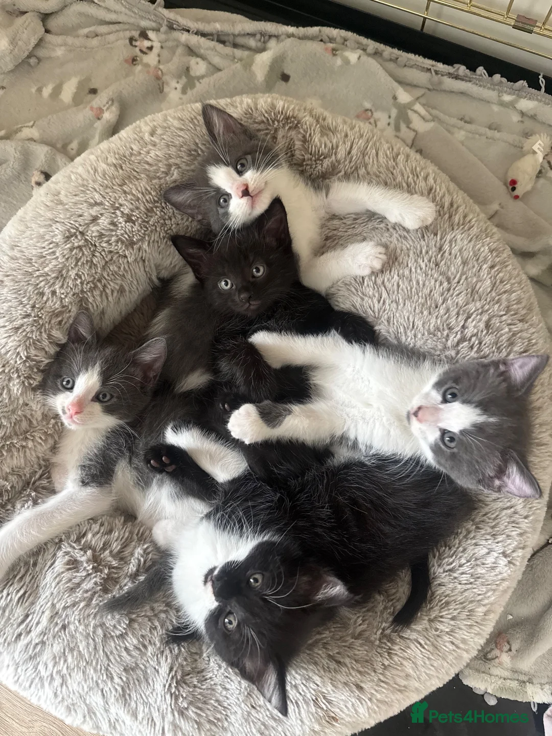 Mixed Breed cats for sale: Russian blue cross DSH  in Welwyn Garden City - Advert 2