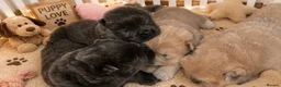 Chow Chow dogs for stud: Cream KC Chow Chow - 100% Proven Stud - Advert 3