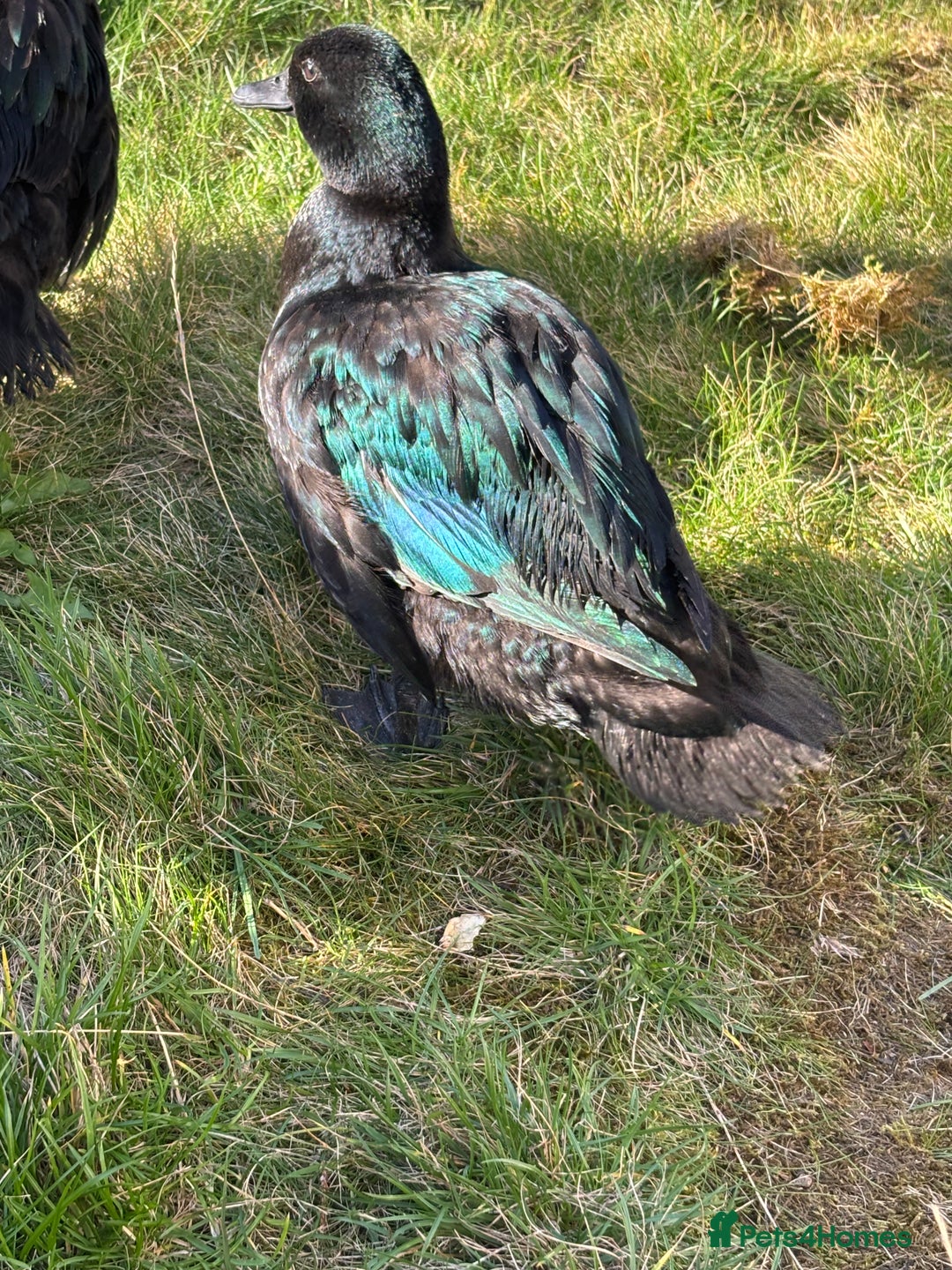 Ducks poultry for sale: Two show quality Black East Indies - Advert 2