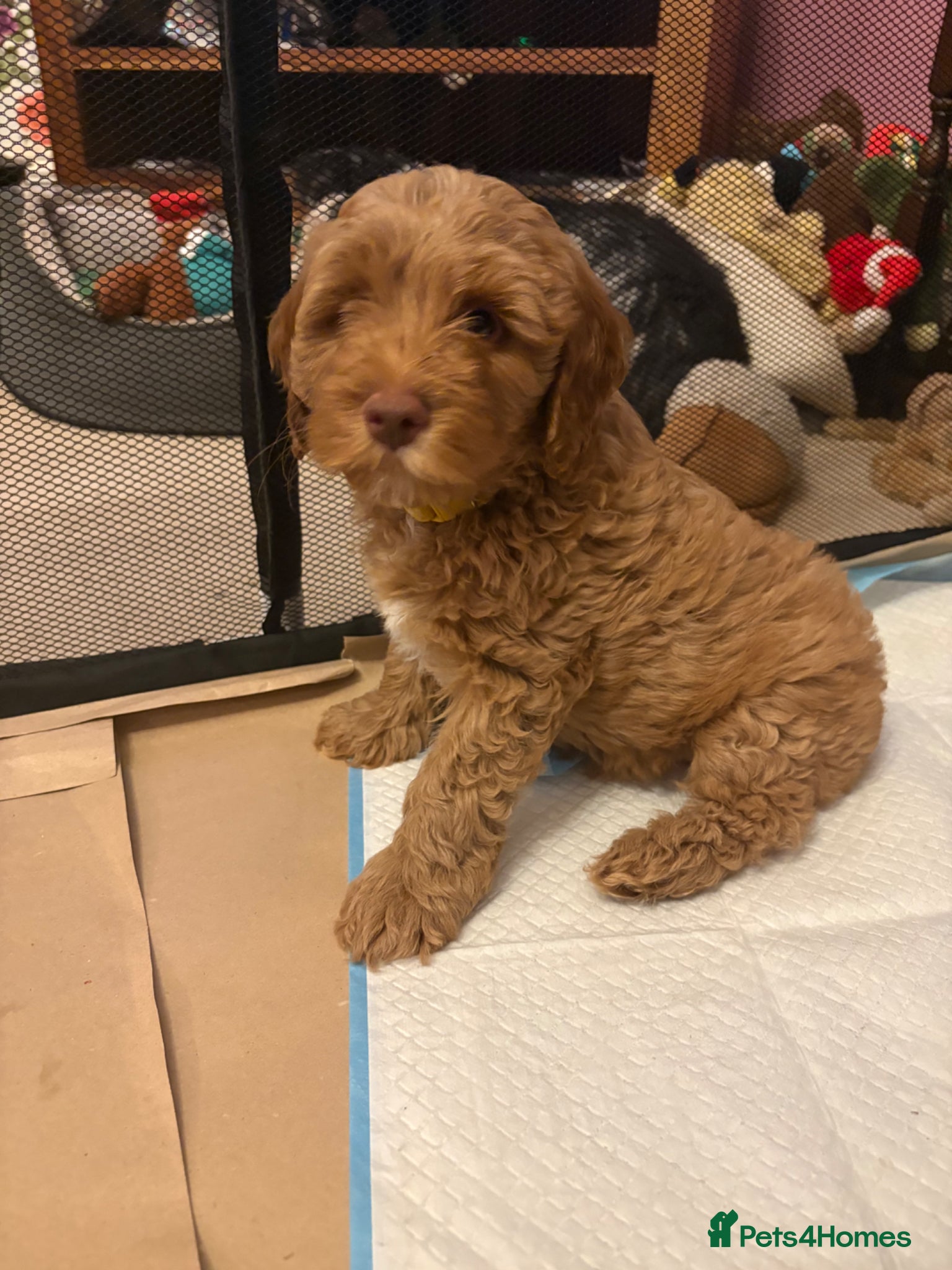 Cockapoo dogs Stunning cockapoo puppies ready in 2 weeks - Advert 17