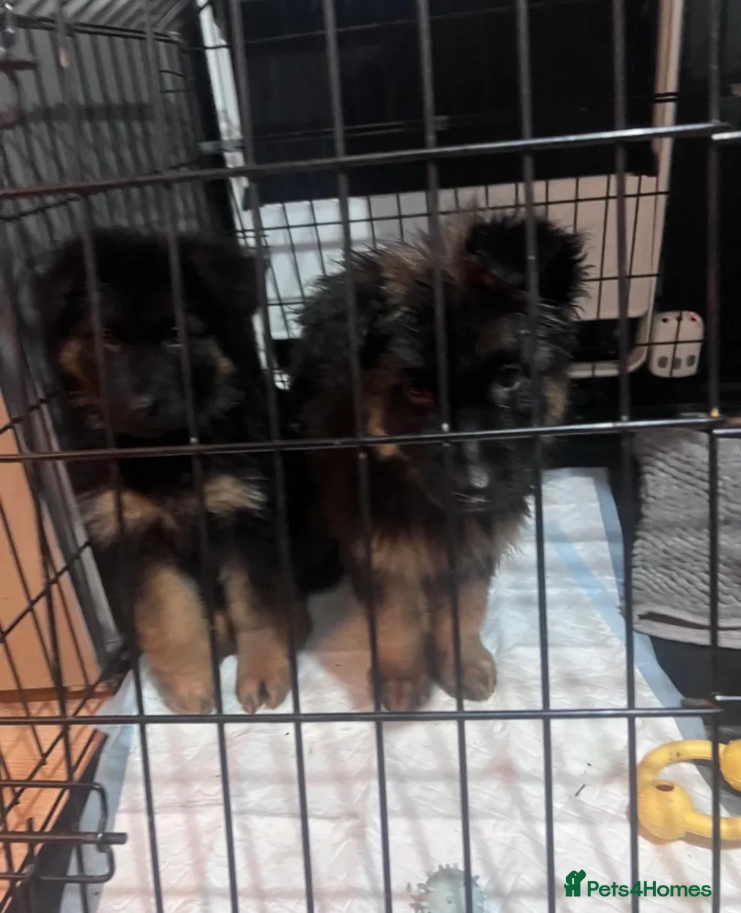 Golden Shepherd dogs for sale: 6 German Shepherd puppies long coat  - Advert 9