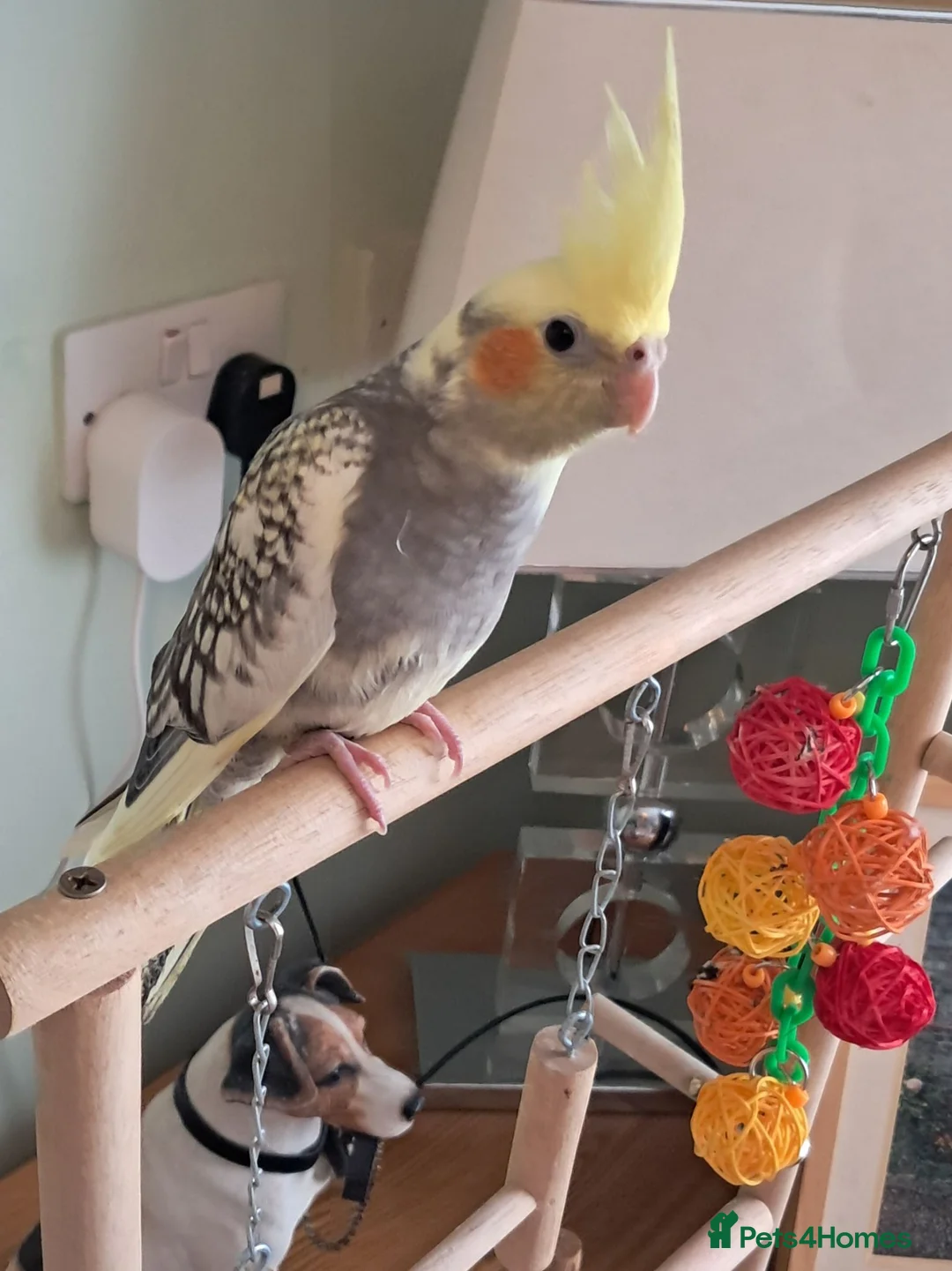 Cockatiels birds for sale: Hand reared baby cocktail very tame male  - Advert 2