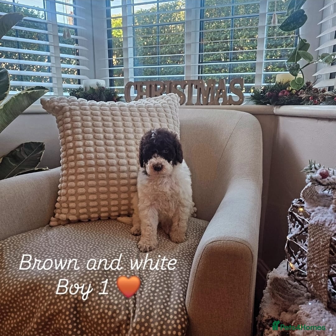 Labradoodle dogs for sale: Curly Coated Hypo-Allergenic Labradoodle Puppies   - Advert 5