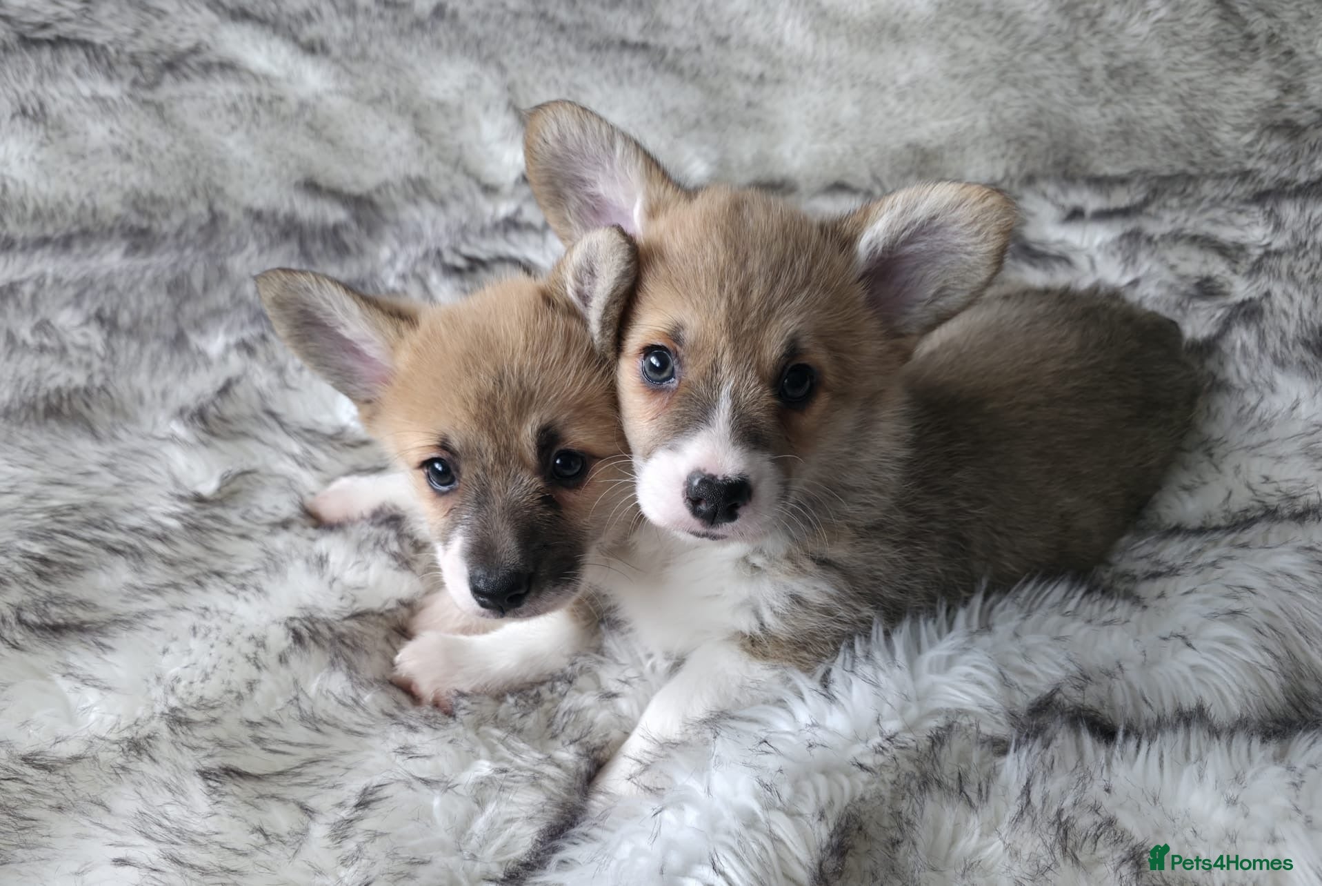 Welsh Corgi Pembroke dogs 2 Pembroke Corgi girls available - Advert 10