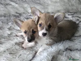 Welsh Corgi Pembroke dogs 2 Pembroke Corgi girls available - Advert 10