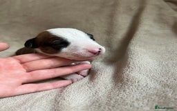 English Bull Terrier dogs for sale: English bull terriers  - Image 20