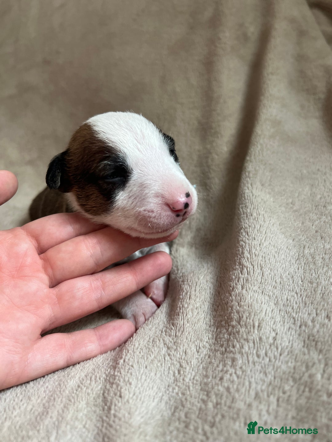 English Bull Terrier dogs for sale: English bull terriers  - Image 20