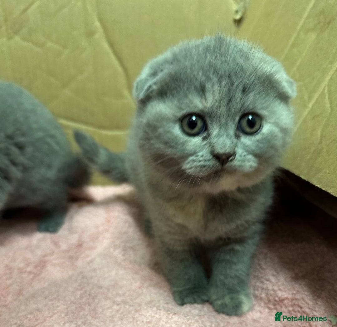 Scottish Fold cats for sale: SCOTTISH FOLD/STRAIGHT KITTENS  - Advert 10