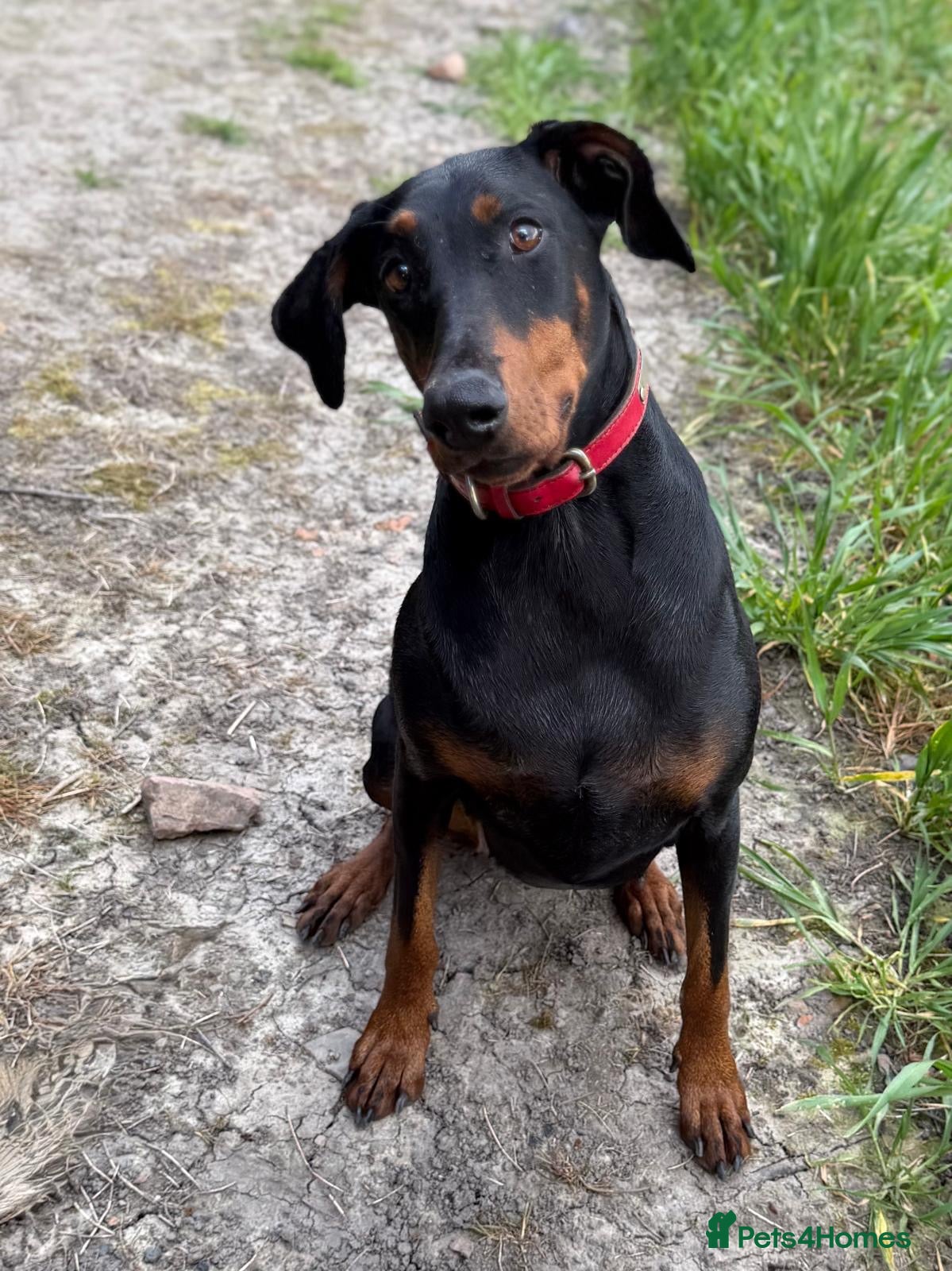 Dobermann dogs Loyal Doberman  - Advert 1