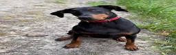 Dobermann dogs for sale: Loyal Doberman  in Preston - Advert 1