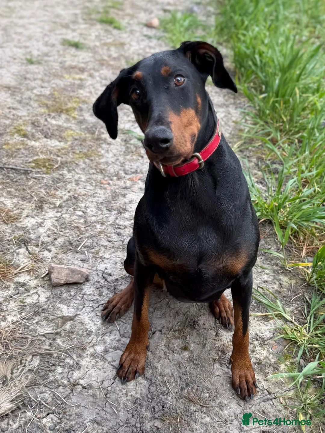 Dobermann dogs for sale: Loyal Doberman  in Preston - Advert 1
