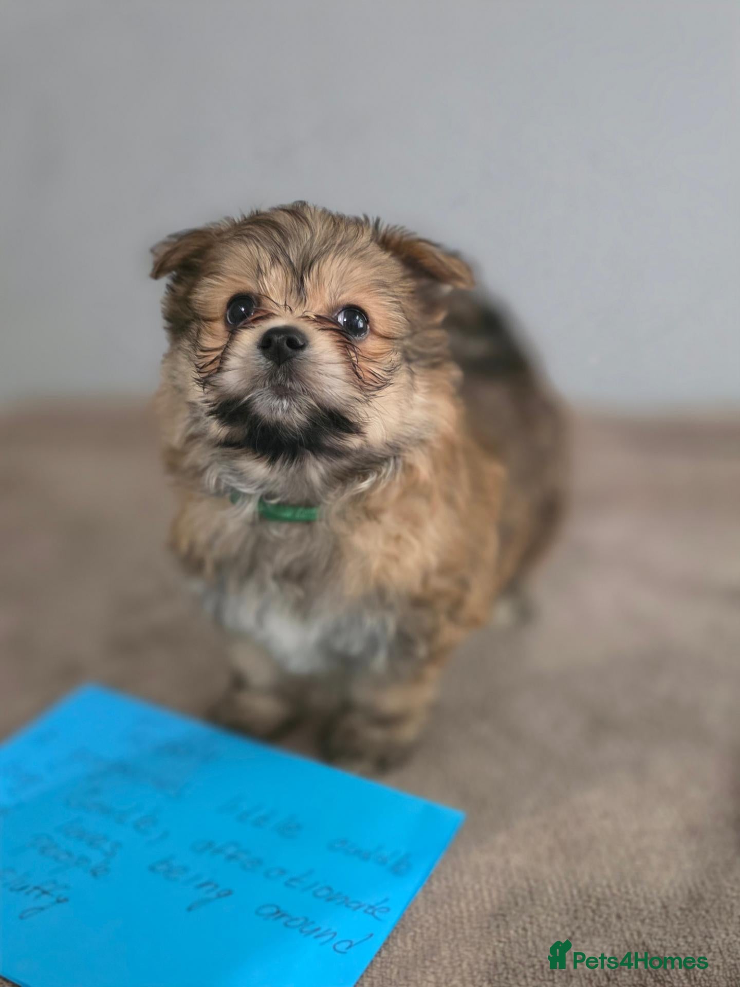 Mixed Breed dogs Yorkie/pomeranian  puppies - Advert 1