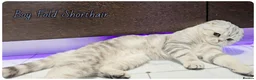 British Shorthair cats for sale: British Blue & Munchkin Kittens & Scottish Fold - Advert 16