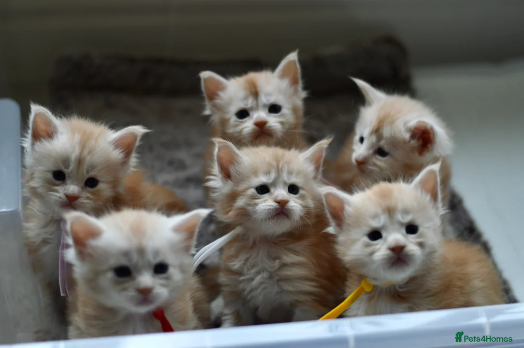 Maine Coon cats for sale: Stunning Red Mainecoon kittens  - Advert 40