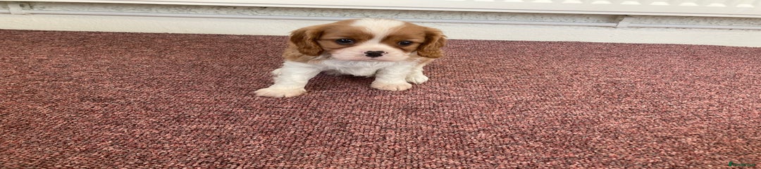 Cavalier King Charles Spaniel Puppy 2