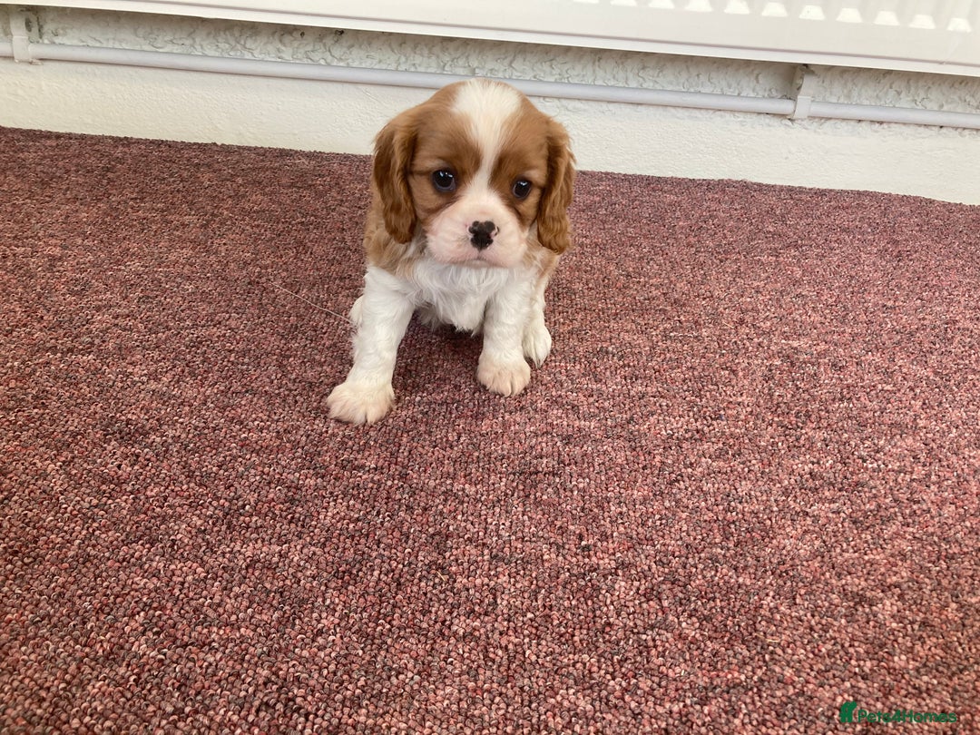 Cavalier King Charles Spaniel dogs for sale: Super tri/blenheim KC pups - health tested parents - Advert 3