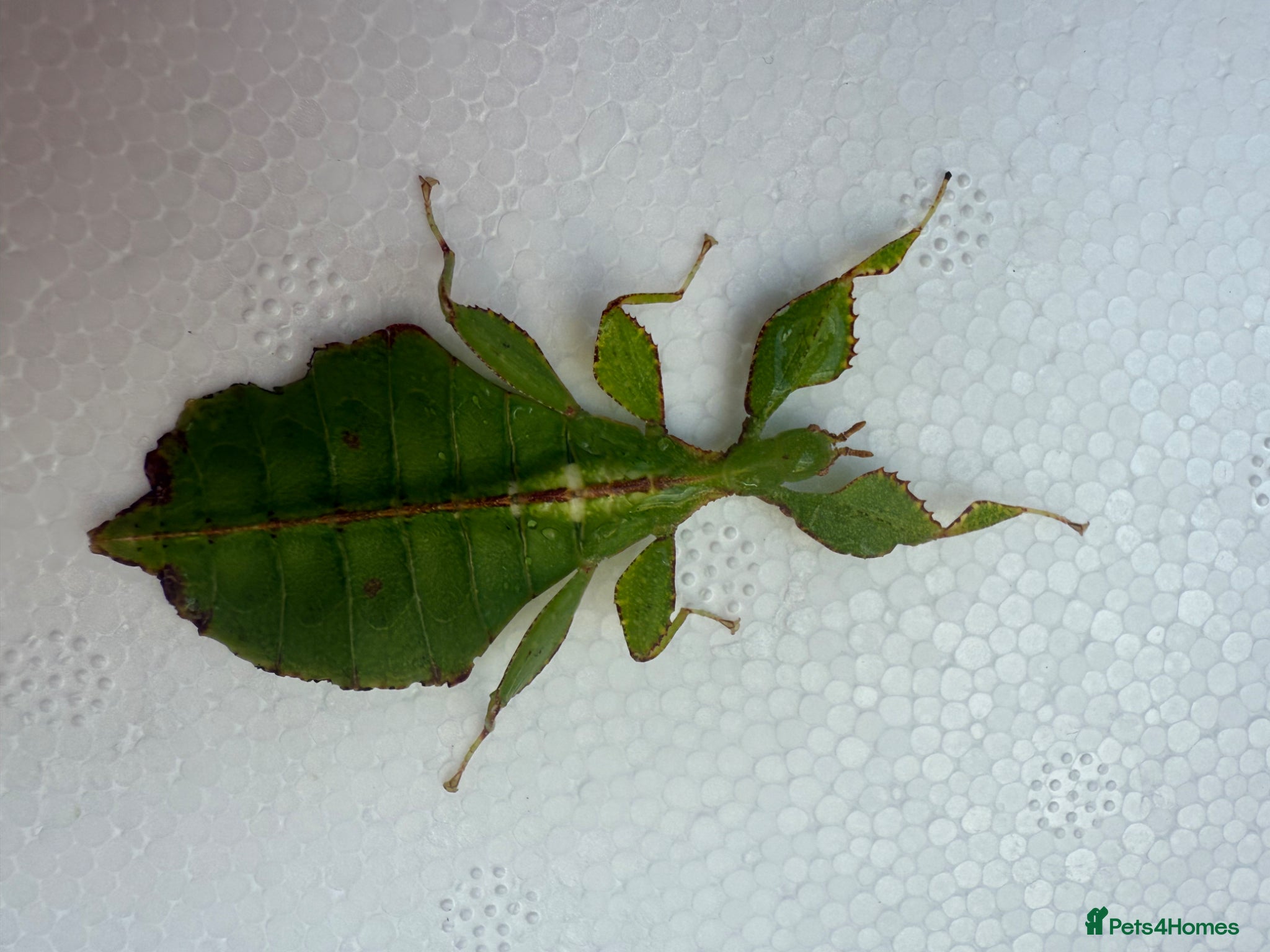 Stick Insects invertebrates X2 LEAF INSECTS happy to ship :) - Advert 17