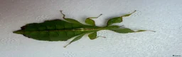 Stick Insects invertebrates for sale: X2 LEAF INSECTS happy to ship :) - Advert 1