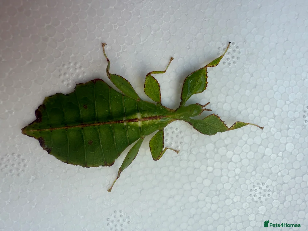 Stick Insects invertebrates for sale: X2 LEAF INSECTS happy to ship :) - Advert 1