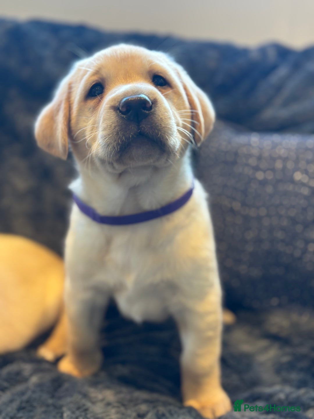 Labrador Retriever dogs for sale: Labradors  - Image 3