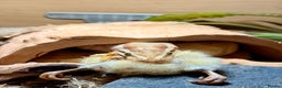 Python Snake reptiles for sale: Banana Ball Python - Advert 6