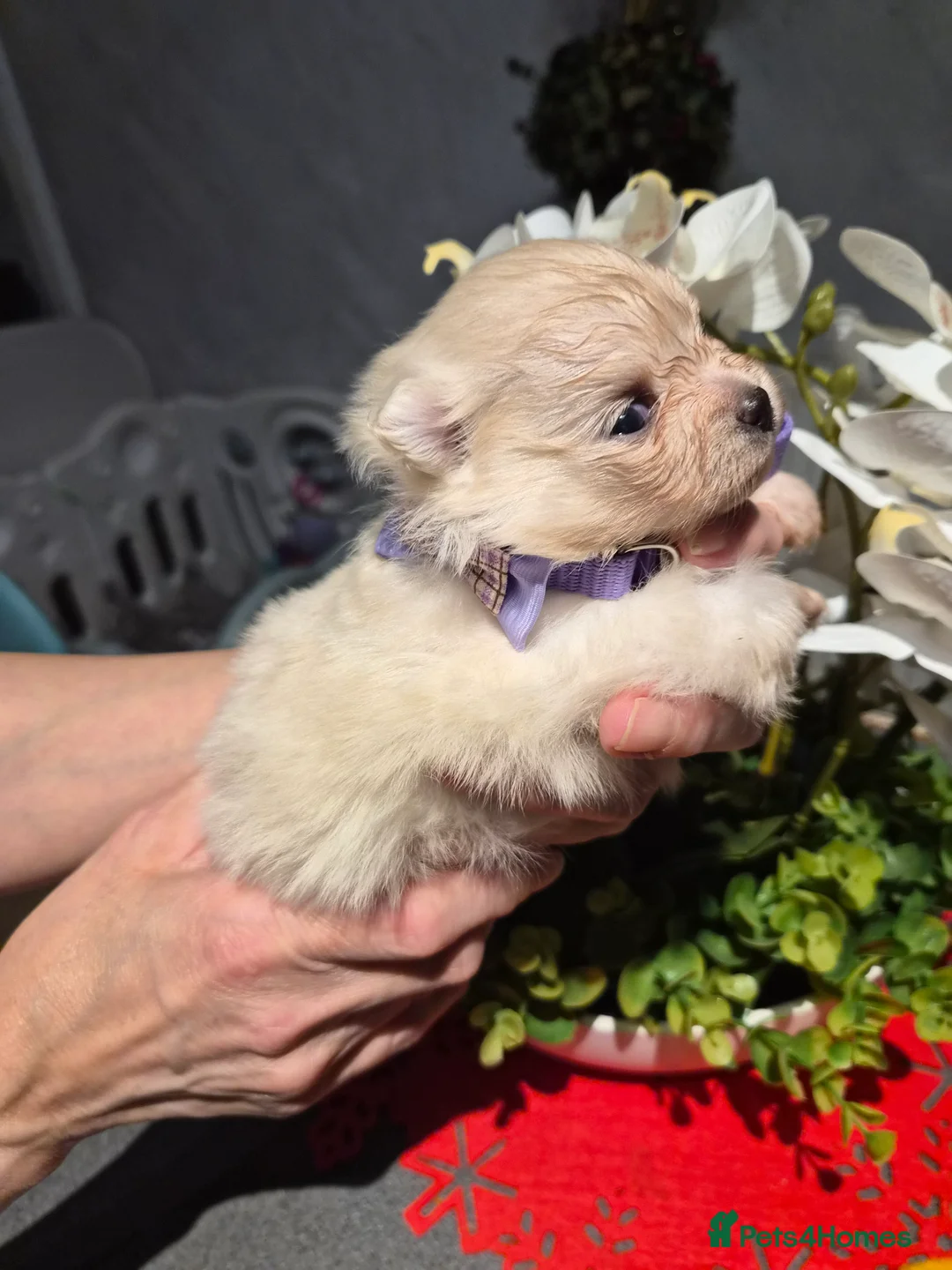 Pomeranian dogs for sale: 💝High Quality Korea/ Russia Babies💝 - Advert 13