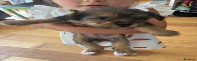 Mixed Breed 3