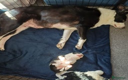 Border Collie dogs for sale: Border collie boy - Advert 2