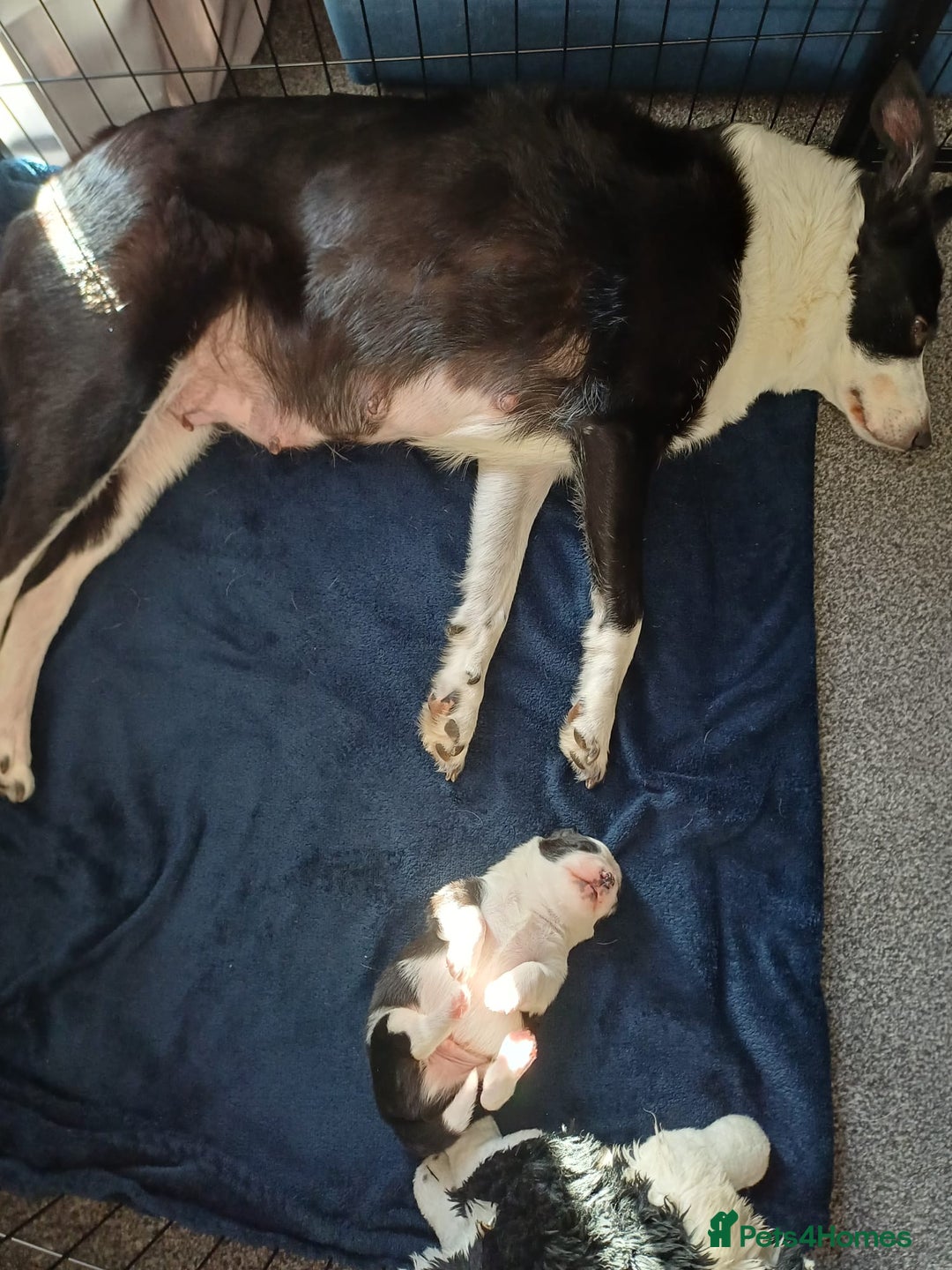 Border Collie dogs for sale: Border collie boy - Advert 2