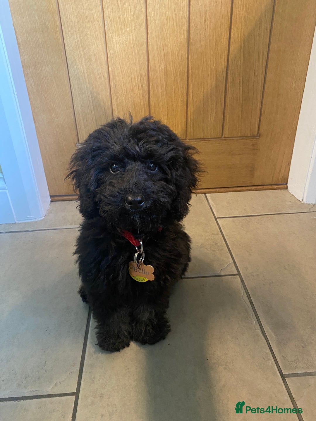 Miniature Poodle dogs for sale: Beautiful toy poodle  - Image 2