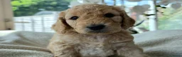 Cockapoo dogs for sale: 4 x F2 cockapoos - Advert 17