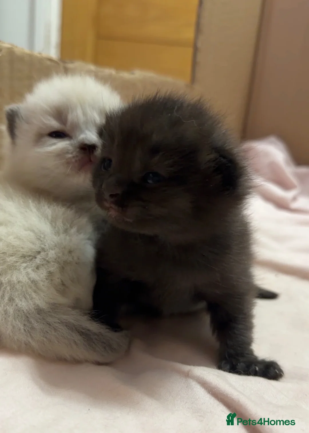 British Shorthair cats for sale: Kittens British Shorthair x Norwegian Forest Cat - Advert 2