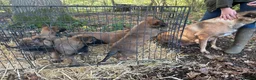 German Shepherd dogs for sale: Beautiful Malinois puppies for sale  in Lincoln - Advert 4