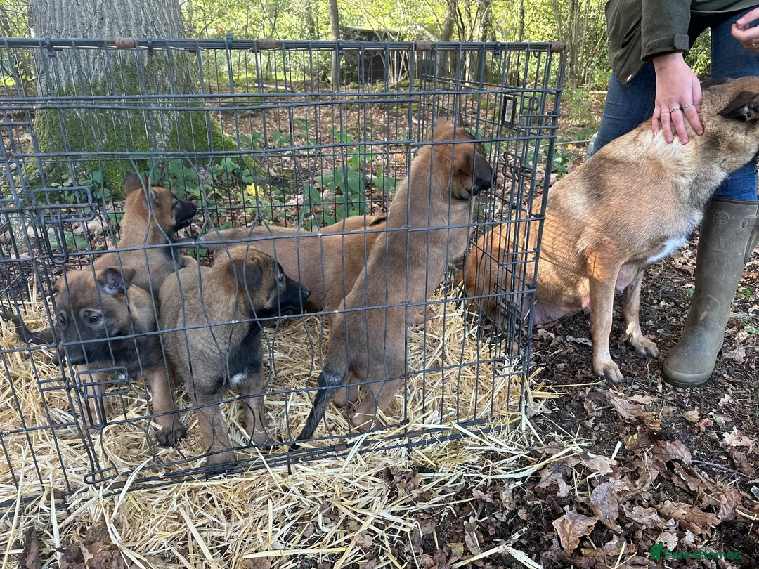 German Shepherd dogs for sale: Beautiful Malinois puppies for sale  in Lincoln - Advert 4
