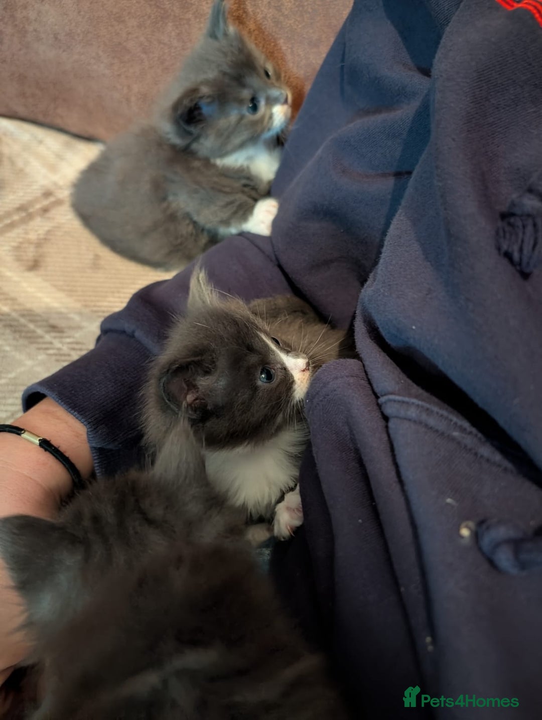 Maine Coon cats for sale: Beautiful Blue Maine Coon kittens - Advert 12