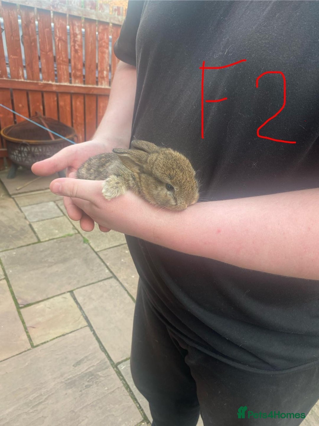 French Lop rabbits for sale: Baby lops  - Image 2