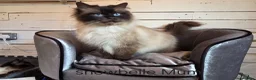 Ragdoll cats for sale: 9 Beautiful Ragdoll kittens  - Advert 5