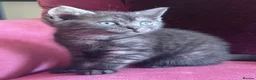British Shorthair cats for sale: Silver Spotted British Shorthair Kittens - Advert 13