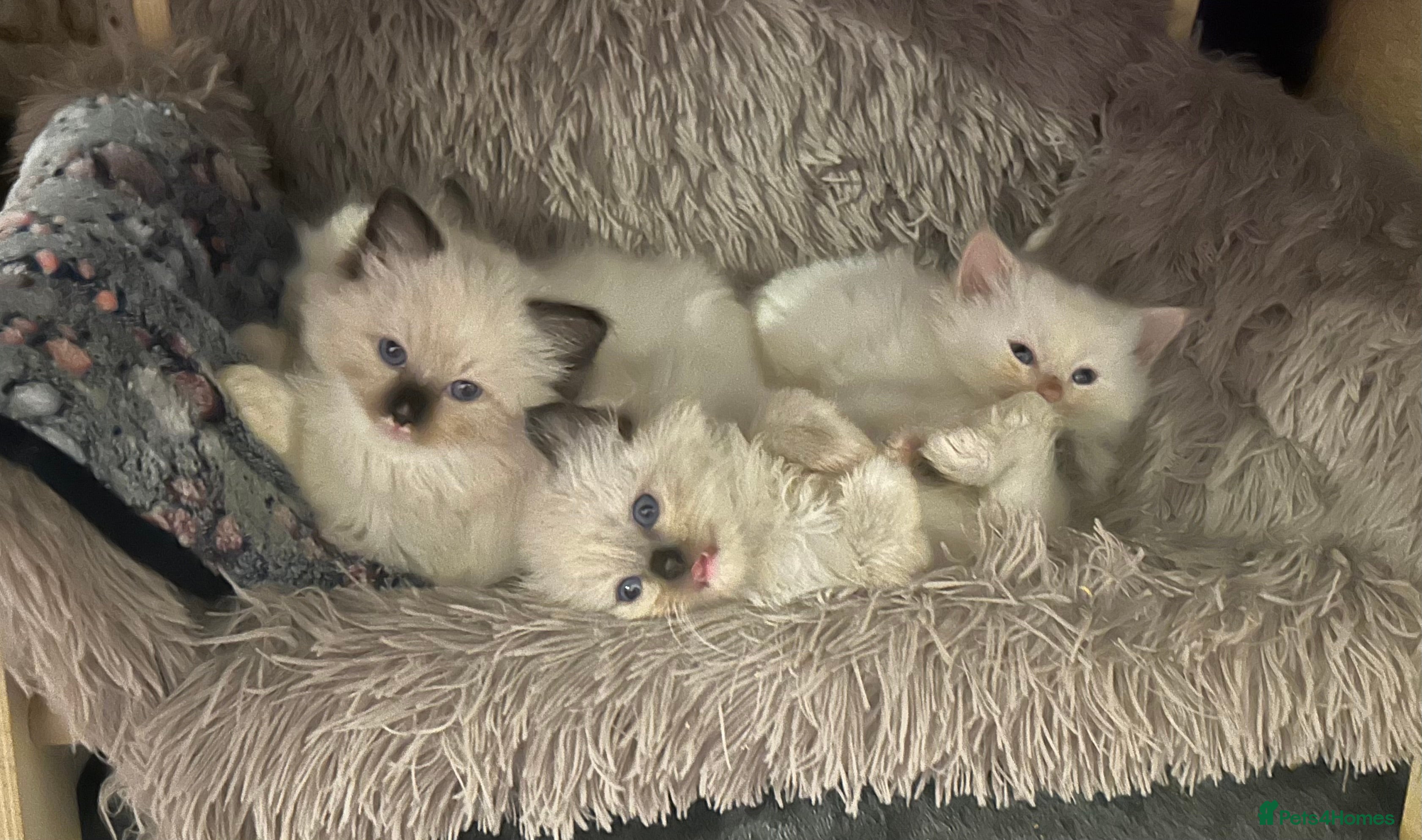 Ragdoll cats Pedigree Ragdoll babies - Advert 2