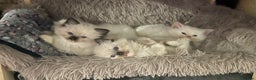 Ragdoll cats for sale: Pedigree Ragdoll babies - Advert 1