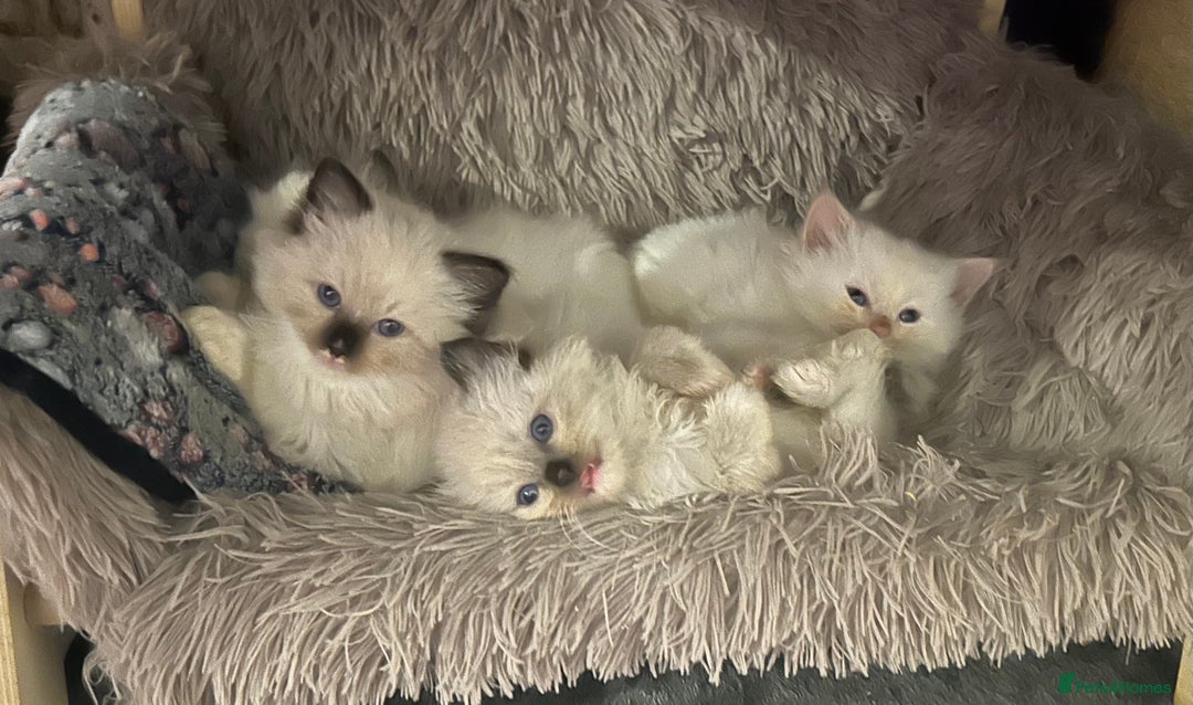Ragdoll cats for sale: Pedigree Ragdoll babies - Advert 1