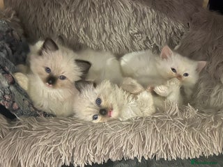 Ragdoll cats Pedigree Ragdoll babies - Advert 7