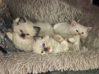Ragdoll cats Pedigree Ragdoll babies - Advert 10